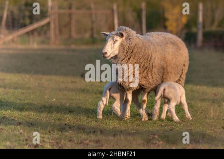 Two week old lambs in a pen with their mother in early spring. France ...