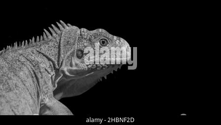 Black And White Lesser Antillean Iguana Face In The Black Background Stock Photo