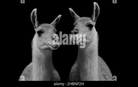 Two Cute Beautiful Alpaca Standing In The Black Background Stock Photo