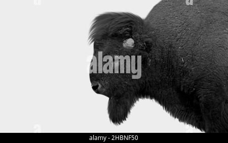 American Bison Closeup Face On The White Background Stock Photo