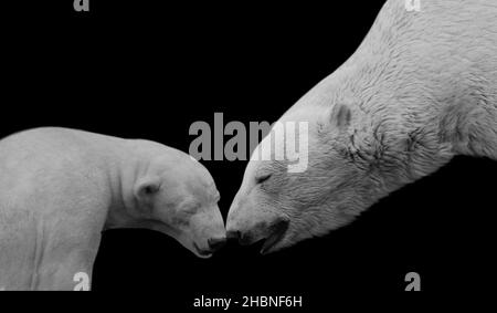 Black And White Mom And Baby Polar Bear On The Black Background Stock Photo