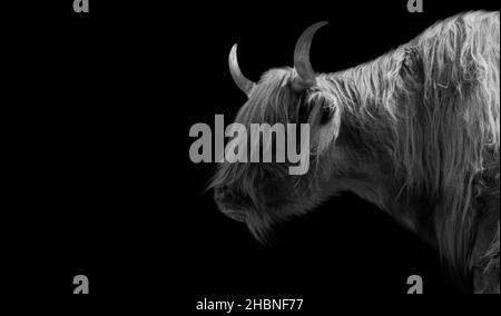 Highland Cattle With Long Hair Portrait On The Black Background Stock Photo
