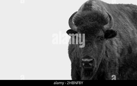 Strong Black And White Bison Isolated On The White Background Stock Photo