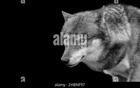 Black And White Wolf Aggressive Face On The Black Background Stock Photo