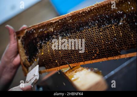 Hand using a scraper to clog honeycombs with honey in a frame. Beekeeper Unseal Honeycomb Stock Photo