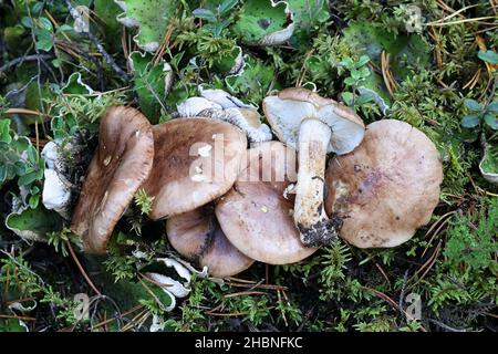 Tricholoma pessundatum, a poisonous knight mushroom from Finland, no common English name Stock Photo