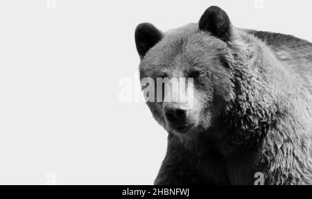 Grizzly bear environment Black and White Stock Photos & Images