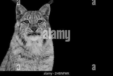 Dangerous Wild Lynx Closeup In The Dark Background Stock Photo