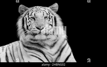 Beautiful White Tiger Sitting On The Black Background Stock Photo