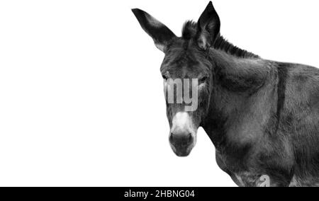 Black Donkey Isolated In The White Background Stock Photo