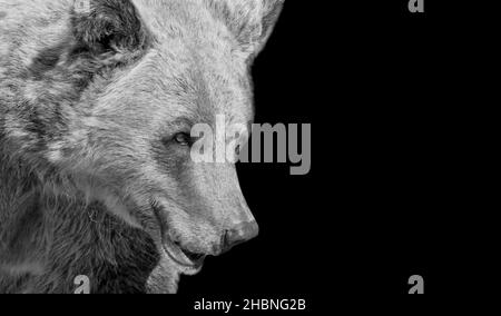 Big Grizzly Bear Closeup Portrait On The Black Background Stock Photo