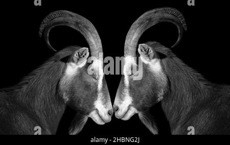 Two Cute Goat Portrait On The Dark Background Stock Photo