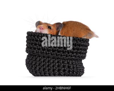 Cute Syrian or golden hamster, sitting in small black knitted bag. Looking over edge to camera. Isolated on a white background. Stock Photo