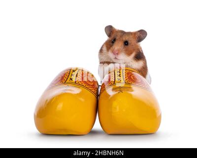 Cute Syrian or golden hamster, sitting in pair of authetic Dutch wooden shoes. Looking towards camera. Isolated on a white background. Stock Photo