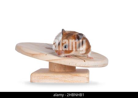 Cute Syrian or golden hamster, standing on wooden exersice plateau. Isolated on a white background. Stock Photo