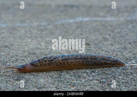 A large Leopard Slug races across my concrete patio in Warren, Michigan USA. Stock Photo