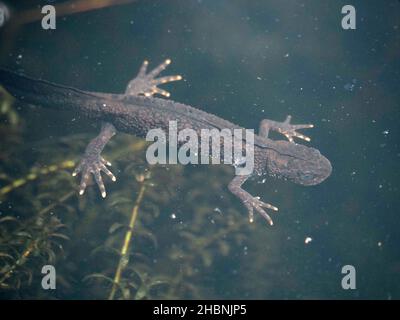 young Great Crested Newt (Triturus cristatus) with undeveloped crest and water milfoil (Myriophyllum sp) in an ornamental pond in Cumbria,England,UK Stock Photo