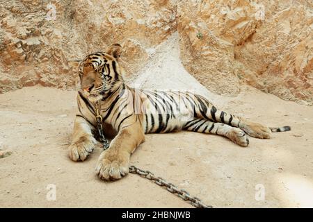 Tiger on chain laying on the ground, Kanchanaburi, Thailand Stock Photo