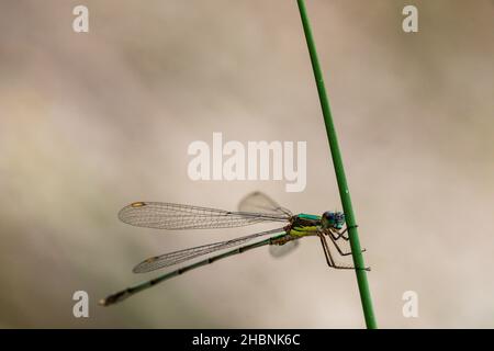 Anisoptera, or dragonflies, are one of the two classical infraorders of the Epiprocta suborder. Stock Photo