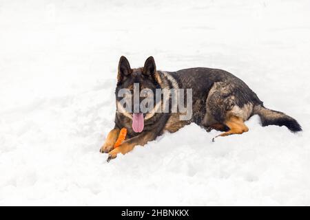 A German shepherd resting in a snowy field Stock Photo