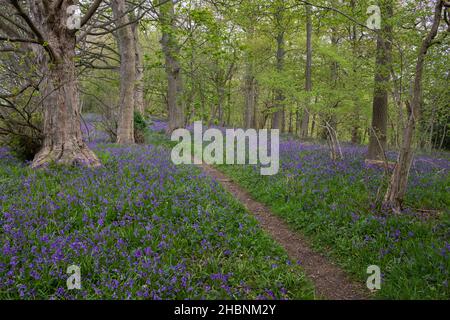 A woodland path through a carpet of Bluebells in a wood near Helmsley in North Yorkshire Stock Photo