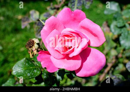 Close up on one delicate fresh vivid pink magenta rose and green leaves in a garden in a sunny summer day, beautiful outdoor floral background photogr Stock Photo