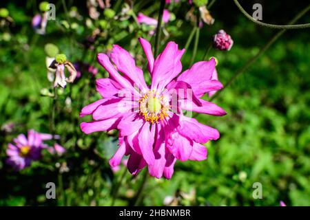 Close up of a one delicate fresh pink flower of Anemone hupehensis plant, known as Prinz Heinrich Chinese or Japanese anemone, thimbleweed or windflow Stock Photo