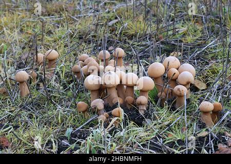 Phaeolepiota aurea, known as golden bootleg or golden cap, wild mushroom from Finland Stock Photo