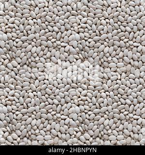 Seamless texture of background of white beans. Top view. Four fragments in one. Stock Photo