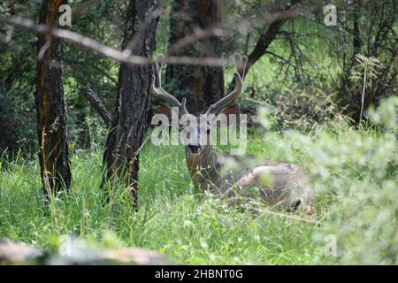 Spike antlers hi-res stock photography and images - Alamy