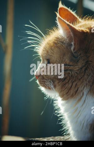 The rays of the sun fall on the cat. Cat basking in the sun Stock Photo