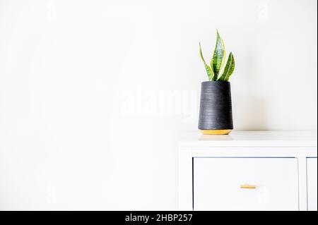 Snake plant in black planter on white dresser Stock Photo