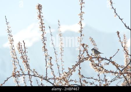 House sparrow, Passer domesticus, on blooming plum branches in the early morning in springtime with alpine snow mountains, Austria Stock Photo