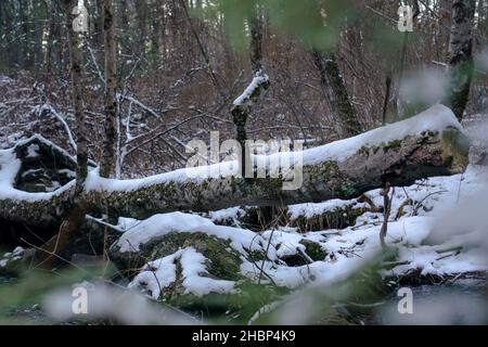 Snow covered fallen tree in winter woods over stream Stock Photo