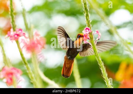 Exotic male Ruby Topaz hummingbird, Chrysolampis Mosquitus feeding on pink Vervain flowers in a garden. Stock Photo