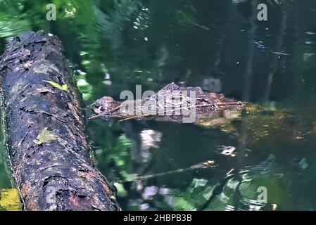 Lurking spectacled caiman (Caiman crocodilus), Cahuita National Park, Costa Rica Stock Photo