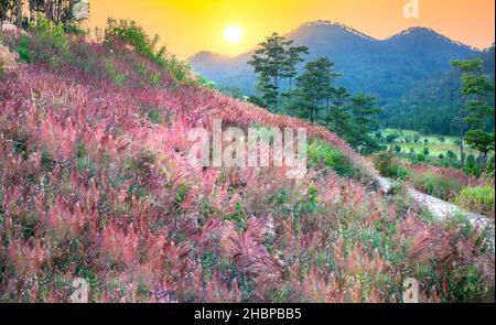 Sunset landscape on the hillside of the forest plateau in Da Lat, Vietnam on the first day of winter. Stock Photo