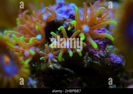 Macro photography on Green star polyp soft coral - Briareum violaceum Stock Photo