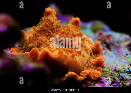 Gold Discosoma Mushroom coral/anemone - (Actinodiscus sp.) Stock Photo