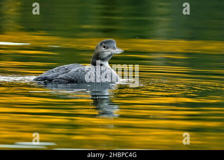 A juvenile Common Loon, 'Gavia immer', in winter plumage swimming on a lake in Switzer Provincial park in rural Alberta Canada Stock Photo