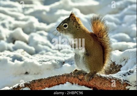 A wild Red Squirrel  "Tamiasciurus hudsonicus", standing on a spruce tree root in his habitat in rural Alberta Canada Stock Photo