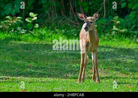 A white-tailed fawn deer "Odocoileus virginianus", standing and feeding on the green grass in a rural meadow in Alberta Canada Stock Photo