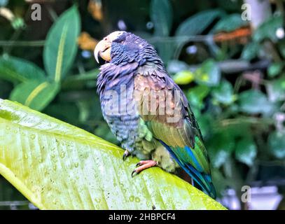White-crowned Parrot (Pionus senilis), Cahuita National Park, Costa Rica Stock Photo
