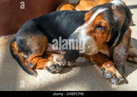 Basset hound in domesticated pet is a hunting dog that originated in France. This is a scent hunting dog, specializing in sniffing prey to bark alarms Stock Photo
