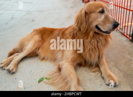 how is golden retriever and airedale terrier mix