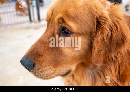 how is golden retriever and airedale terrier mix