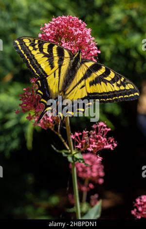 A yellow, blue and black patterned Oregon Swallowtail Butterfly feeds on pink flowers. Stock Photo