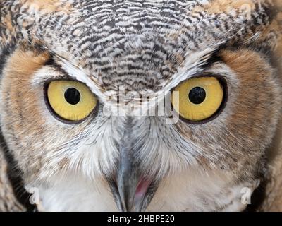 Close up of a Great Horned Owl's face with open beak and eyes looking at the camera. Photographed at the Houston Audubon Raptor Center with a shallow Stock Photo