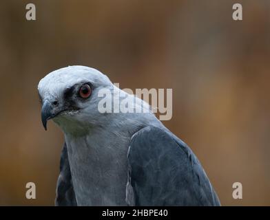 Close up of the head and chest of a Mississippi Kite facing left. Photographed with a shallow depth of field at the Houston Audubon Raptor Center Stock Photo