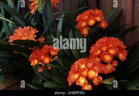 ORANGE CLIVIA FLOWERS, COMMONLY KNOWN AS KAFFIR LILY, NATAL LILY OR BUSH LILY.